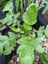 Afbeeldingsresultaat voor grubbs mystery green tomato