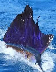 Image result for Istiophorus platypterus