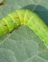 Attēlu rezultāti vaicājumam “Lacanobia contigua imago”