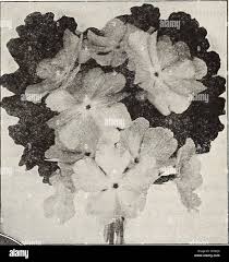 Attēlu rezultāti vaicājumam “Pulmonaria angustifolia fruit”