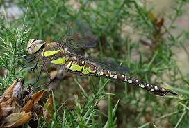 Attēlu rezultāti vaicājumam “Aeshna mixta female”