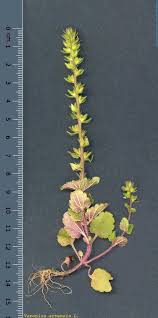 Attēlu rezultāti vaicājumam “Veronica arvensis”