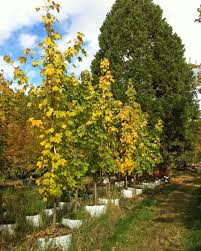 Attēlu rezultāti vaicājumam “Acer pseudoplatanus”