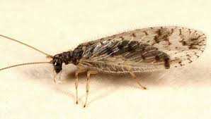 Attēlu rezultāti vaicājumam “Hemerobiidae”