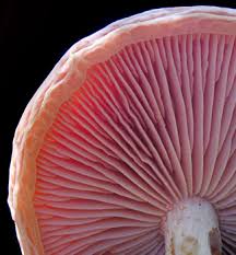 Attēlu rezultāti vaicājumam “Rhodotus palmatus”