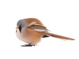 Attēlu rezultāti vaicājumam “Panurus biarmicus male”