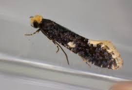 Attēlu rezultāti vaicājumam “Monopis weaverella”