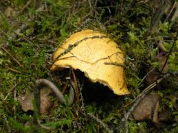 Attēlu rezultāti vaicājumam “Suillus variegatus”