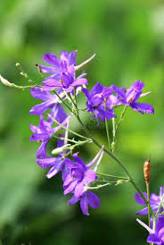 Attēlu rezultāti vaicājumam “Consolida regalis bud”