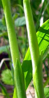 Attēlu rezultāti vaicājumam “Orchis mascula leaf”