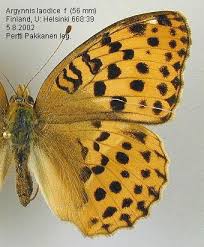 Attēlu rezultāti vaicājumam “Argynnis laodice male”