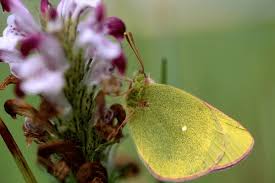 Attēlu rezultāti vaicājumam “Colias palaeno upperside”