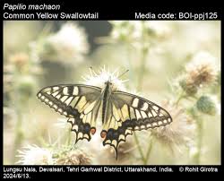Attēlu rezultāti vaicājumam “Papilio machaon”