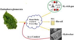 Attēlu rezultāti vaicājumam “Cladophora glomerata”