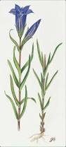 Attēlu rezultāti vaicājumam “Gentiana pneumonanthe flower”