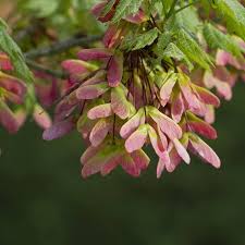 Attēlu rezultāti vaicājumam “Acer pseudoplatanus fo. purpurascens flower”