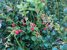 Attēlu rezultāti vaicājumam “Vaccinium vitis-idaea bud”