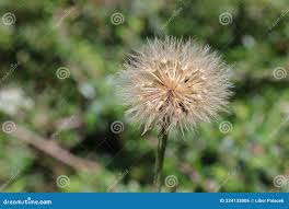 Attēlu rezultāti vaicājumam “Leontodon hispidus flower”