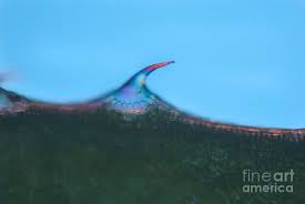 Attēlu rezultāti vaicājumam “Galium aparine leaf”