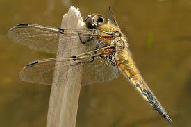 Attēlu rezultāti vaicājumam “Libellula quadrimaculata”