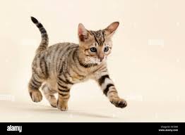 Attēlu rezultāti vaicājumam “Felis silvestris catus juvenile”