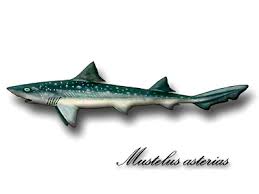 Image result for Mustelus asterias