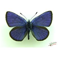 Attēlu rezultāti vaicājumam “Cyaniris semiargus underside”