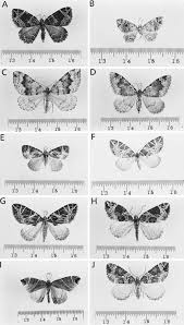 Attēlu rezultāti vaicājumam “Eulithis pyropata”