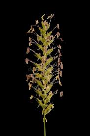 Attēlu rezultāti vaicājumam “Cynosurus cristatus fruit”