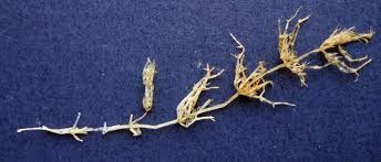 Attēlu rezultāti vaicājumam “Chara rudis”