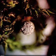 Attēlu rezultāti vaicājumam “Badhamiopsis scripta”