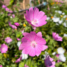 Attēlu rezultāti vaicājumam “Malva moschata”