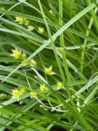 Attēlu rezultāti vaicājumam “Carex dioica male flower”