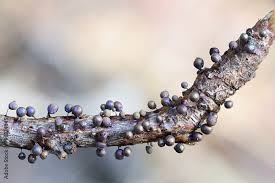 Attēlu rezultāti vaicājumam “Lamproderma nigrescens”