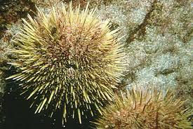 Image result for Strongylocentrotus droebachiensis