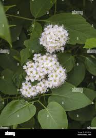 Attēlu rezultāti vaicājumam “Crataegus chlorosarca”