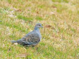 Image result for Streptopelia orientalis