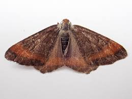 Attēlu rezultāti vaicājumam “Macaria signaria”