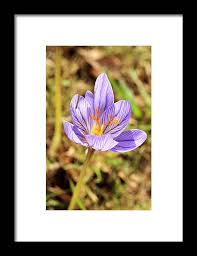 Attēlu rezultāti vaicājumam “Crocus speciosus”