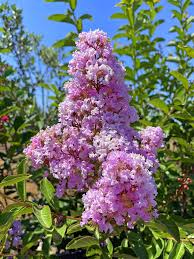 Image result for Lagerstroemia