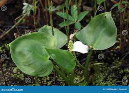 Attēlu rezultāti vaicājumam “Calla palustris leaf”
