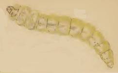 Attēlu rezultāti vaicājumam “Elachista maculicerusella”