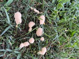 Attēlu rezultāti vaicājumam “Willkommlangea reticulata plasmodium”