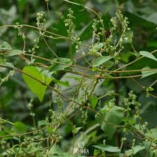 Attēlu rezultāti vaicājumam “Fallopia convolvulus fruit”