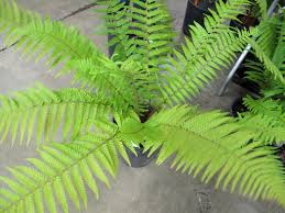 Attēlu rezultāti vaicājumam “Dryopteris filix-mas”