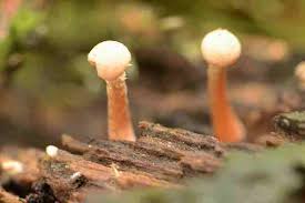 Attēlu rezultāti vaicājumam “Cudoniella clavus”