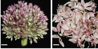 Attēlu rezultāti vaicājumam “Allium sativum bud”