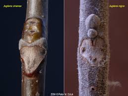 Attēlu rezultāti vaicājumam “Juglans cinerea leaf”