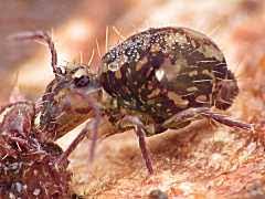 Attēlu rezultāti vaicājumam “Ptenothrix sp.”