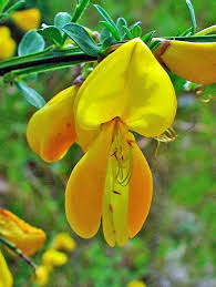 Image result for Cytisus scoparius